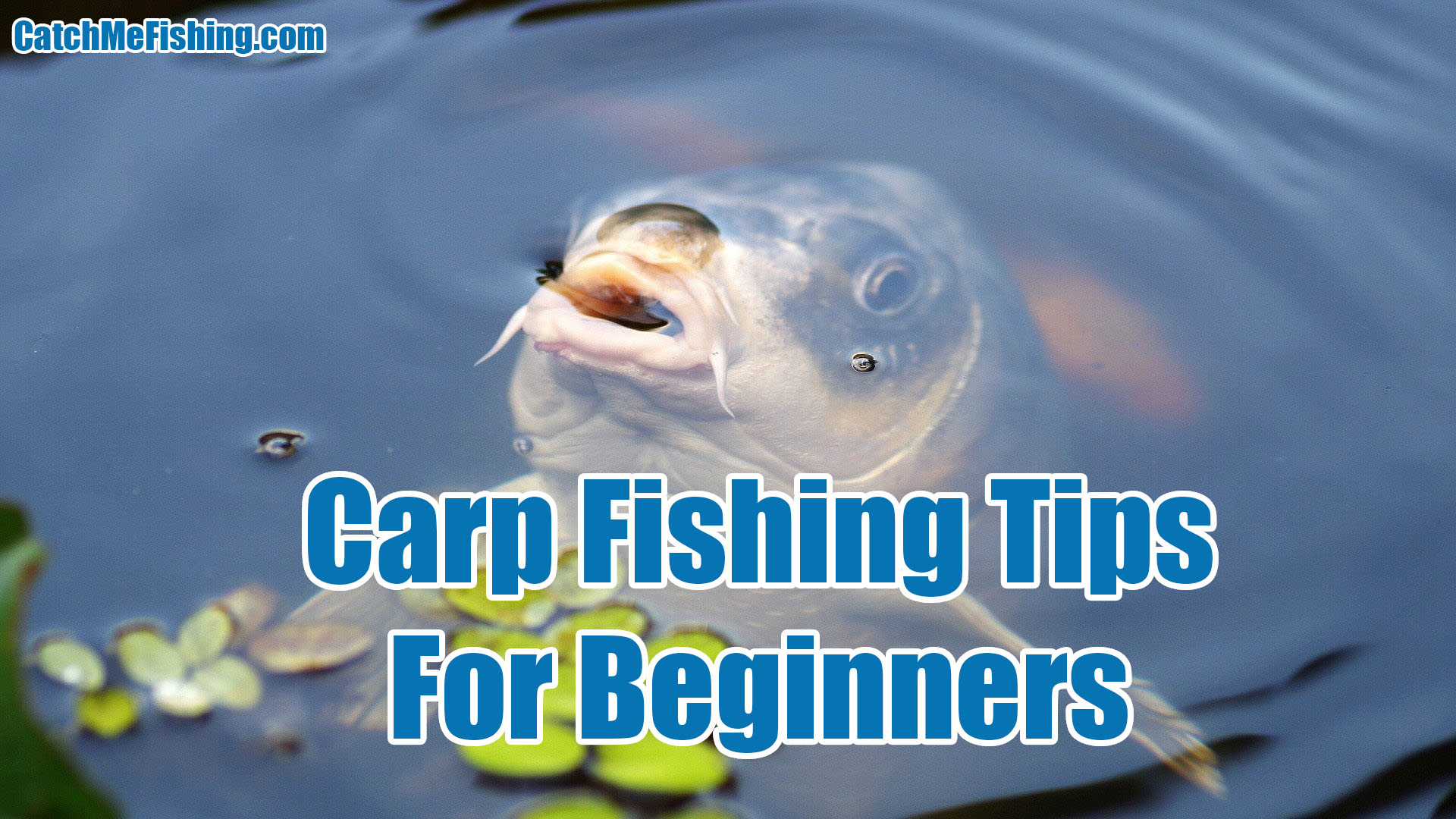 Carp - Carp Fishing Tips For Beginners