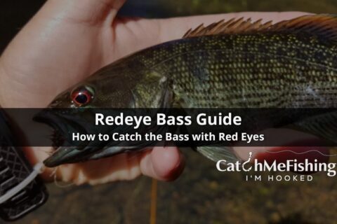 Best Redeye Bass Guide - How to catch the Bass with Red Eyes ...