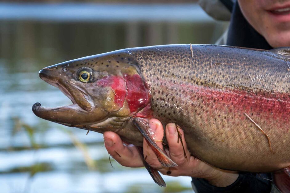 Do Trout Have Teeth? How to Handle Your Catch CatchMeFishing