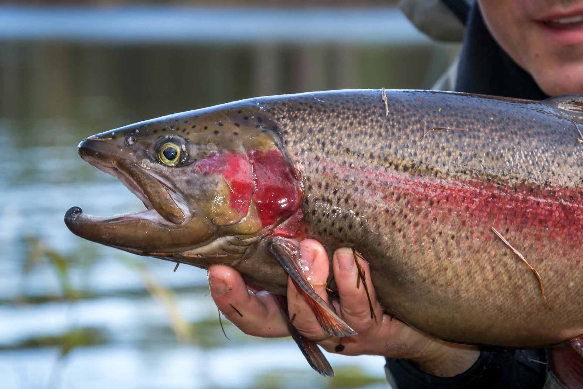 do-trout-have-teeth-how-to-handle-your-catch-catchmefishing