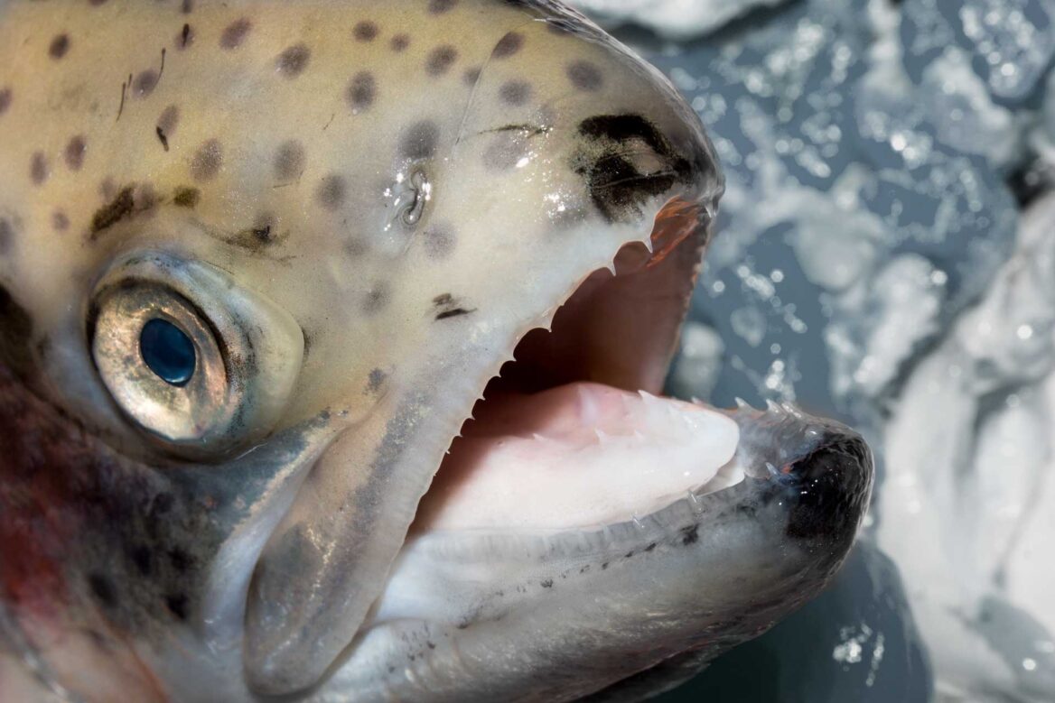 Do Trout Have Teeth? How to Handle Your Catch CatchMeFishing