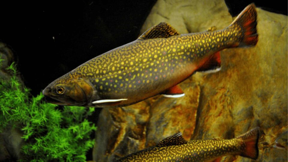 brook trout vs brown trout