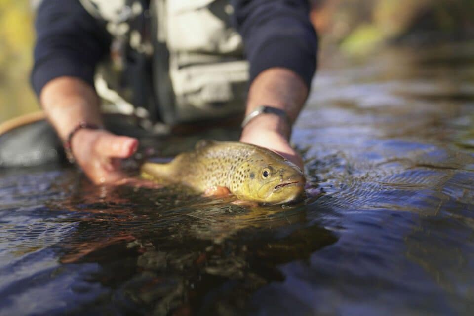 Fishing Brazos River - Complete Guide to this Texas River - CatchMeFishing