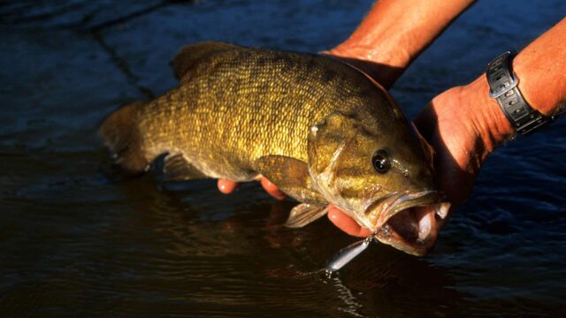 The 15 Best Bass Lakes In The US - Places To Fish 2022 - CatchMeFishing