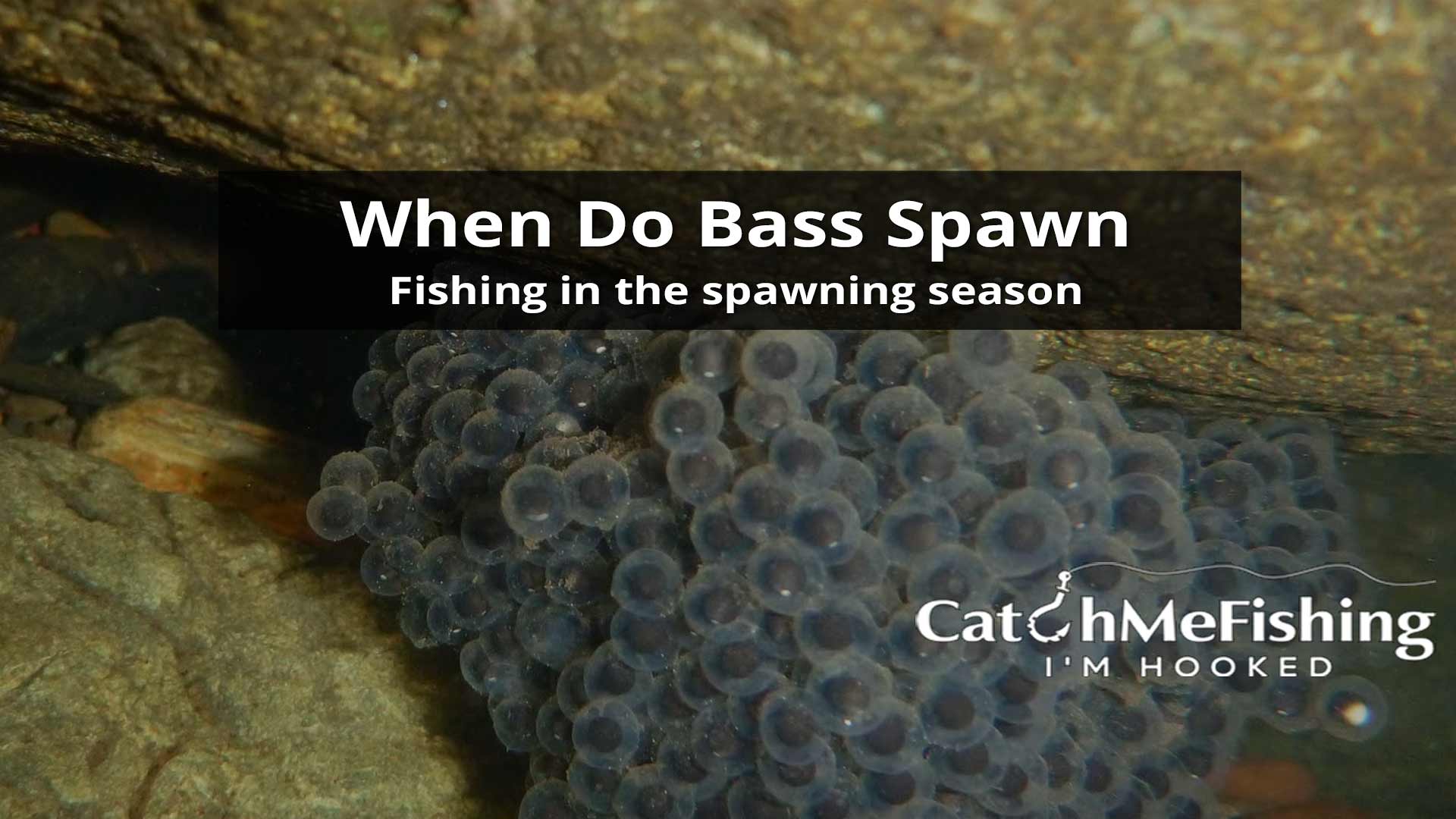 How to Fish Spawning Season When Do Bass Spawn CatchMeFishing