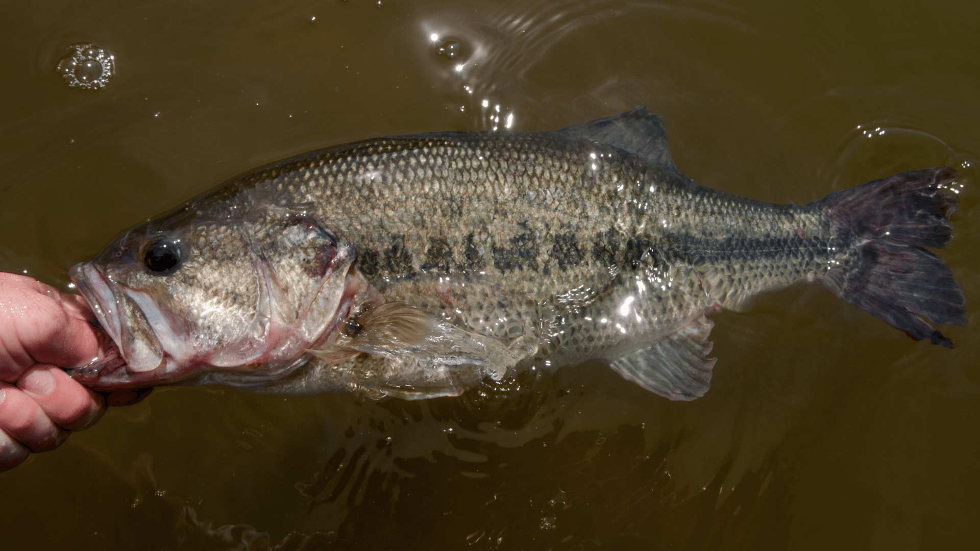 Fishing in Creeks - Make the Most out of Fishing in Streams ...