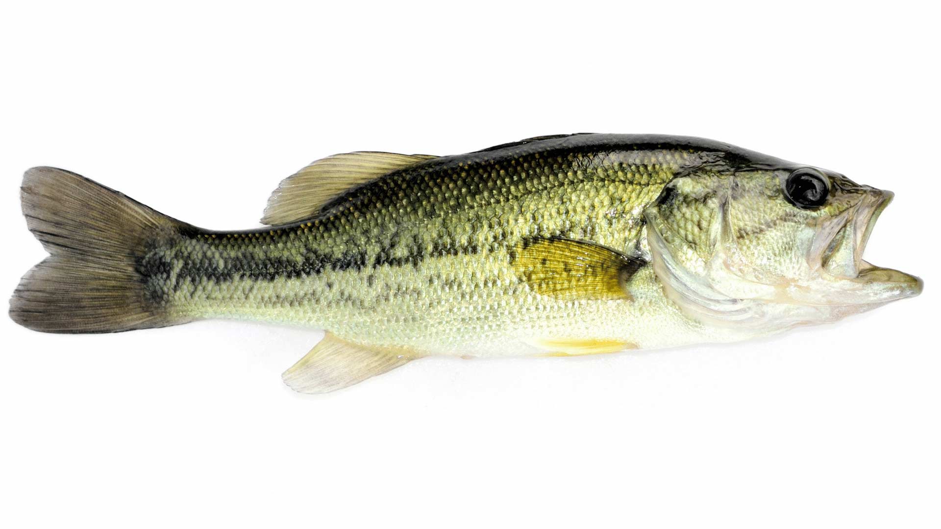 Bass Vs Trout Fishing: Everything You Need To Know - CatchMeFishing